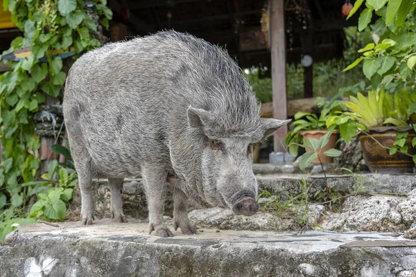 泰国Koh Phangan岛上海滩咖啡馆附近的大猪 靠近点 — 图库照片
