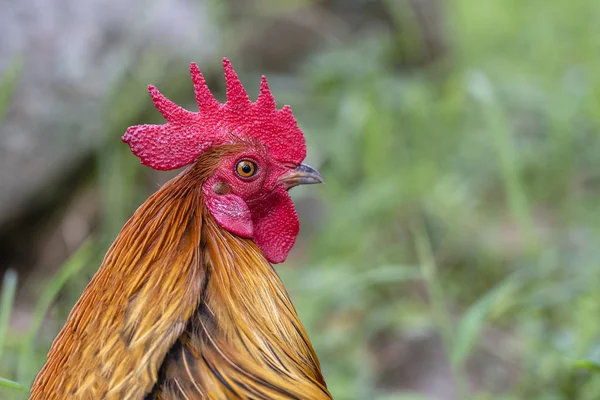 Red Head Cock Rooster Farm Yard Farming Concept Portrait Brown — Stock Photo, Image