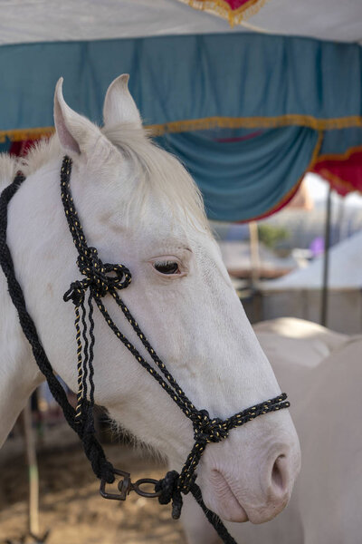 White Marwari Horse Head Portrait Pushkar Fair Pushkar Camel Mela — Stock Photo, Image