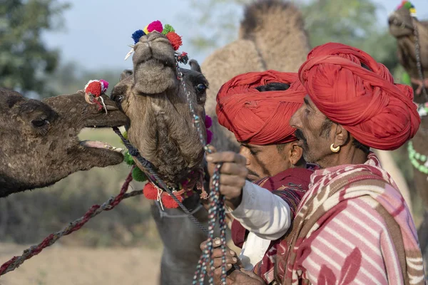 Pushkar India November 2018 Індійські Чоловіки Стадні Верблюди Пустелі Тар — стокове фото