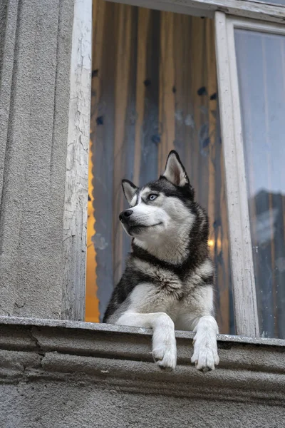 Mavi Gözlü Sibirya Husky Köpek Içinde Belgili Tanımlık Pencere Oturur — Stok fotoğraf