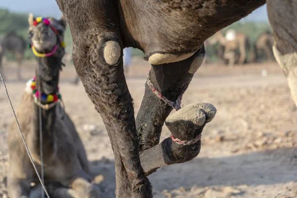 Camel Dengan Kaki Terikat Gurun Thar Selama Pushkar Camel Fair — Stok Foto