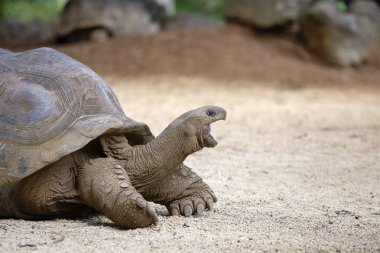 Dev kaplumbağalar, dipsochelys kızgözü içinde tropikal ada Mauritius, yakın
