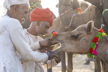 PUSHKAR, INDIA - 14 Kasım 2018: Hindistan 'ın kutsal şehri Pushkar, Rajasthan yakınlarındaki Pushkar Camel Mela sırasında Thar çölünde Hintli erkek ve sürü develeri. Bu fuar dünyanın en büyük deve ticaret fuarı.