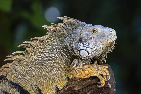 Närbild Stor Leguan Latinskt Namn Iguana Iguana — Stockfoto