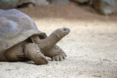 Dev kaplumbağalar, dipsochelys kızgözü içinde tropikal ada Mauritius, yakın