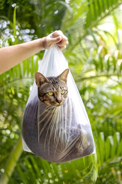 Όμορφο Γκρι Τιγρέ Γάτα Είναι Μέσα Μια Πλαστική Σακούλα Και — Φωτογραφία Αρχείου