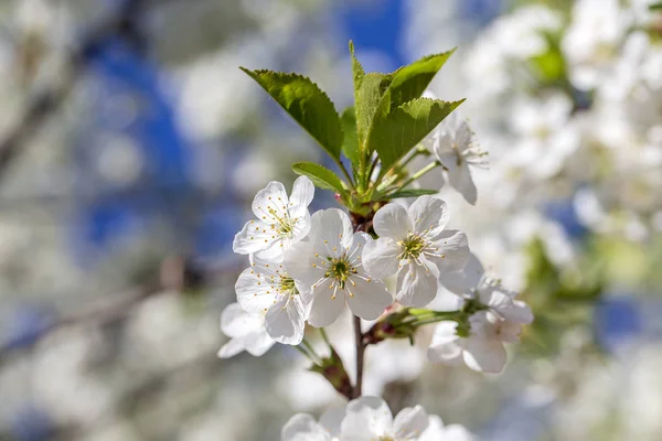 Fleurs Blanches Des Fleurs Cerisier Sur Jour Printemps Sur Fond — Photo