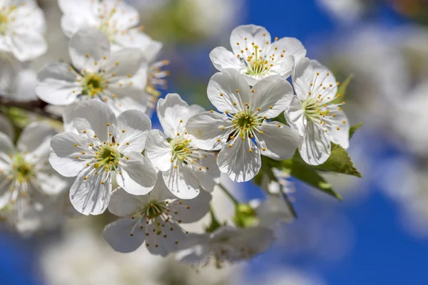Белые Цветы Вишни Цветут Весенний День Голубом Фоне Неба Цветущее — стоковое фото