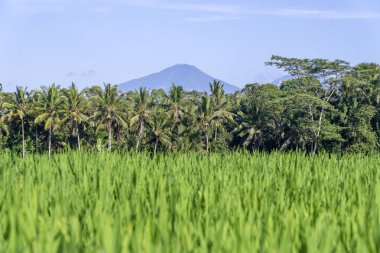 Pirinç tarlaları, palmiye ağacı ve Agung yanardağı ile güneşli gün Adası Bali, Endonezya'da manzara. Doğa ve seyahat kavramı
