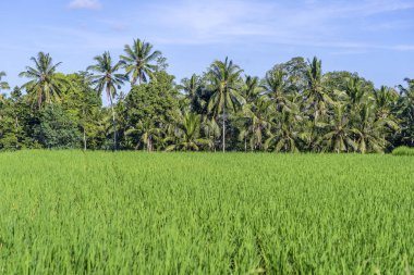 Pirinç tarlaları ile manzara ve ağacı güneşli gün Palmiye Adası Bali, Endonezya'da. Doğa ve seyahat kavramı