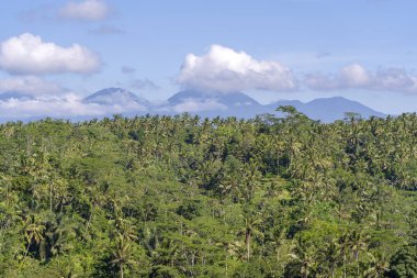 Pirinç tarlaları, palmiye ağacı ve Agung yanardağı ile güneşli gün Adası Bali, Endonezya'da manzara. Doğa ve seyahat kavramı
