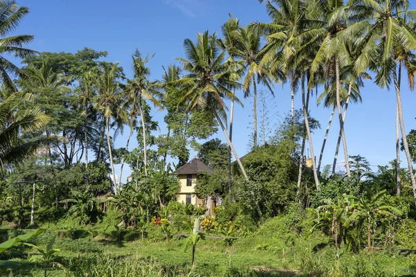 Krajobraz z zielone palmy i kamiennym domu w słoneczny dzień w wyspie Bali, Indonezja. Koncepcja natury i podróży — Zdjęcie stockowe