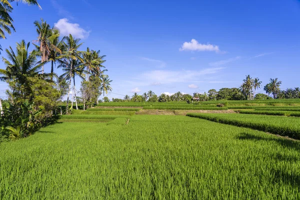 Paisaje con campos de arroz y palmera en el día soleado en la isla Bali, Indonesia. Naturaleza y concepto de viaje —  Fotos de Stock