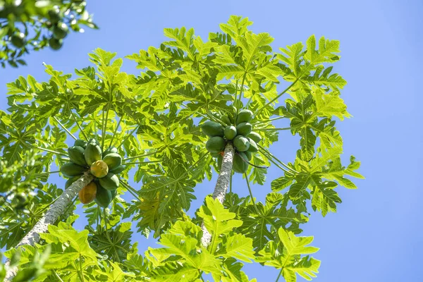 Green papaya fruits of papaya tree in garden in Ubud, island Bali, Indonesia . — Stock Photo, Image