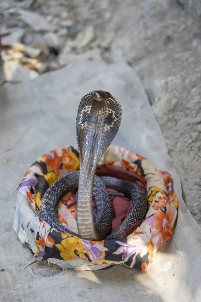 Portrait Indian cobra in Rishikesh, India, closeup — Stock Photo, Image