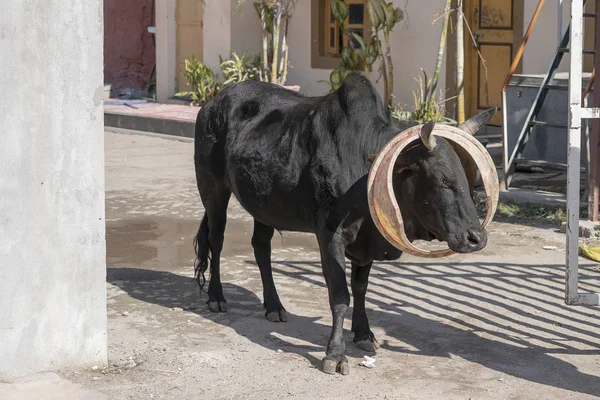 Hungry cow with garbage can lid on the city street of Rishikesh, india — Stock Photo, Image