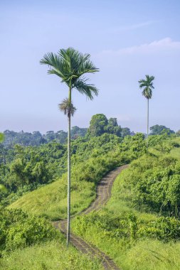 Turistler ve uzun palmiye ağacı campuhan ridge yürüyüş hemen dışında Ubud, Bali, Endonezya için yürüyüş yolu.