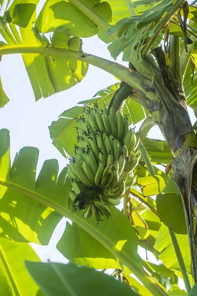 Manojo de plátanos verdes en la palmera en el jardín tropical. Isla Bali, Indonesia —  Fotos de Stock