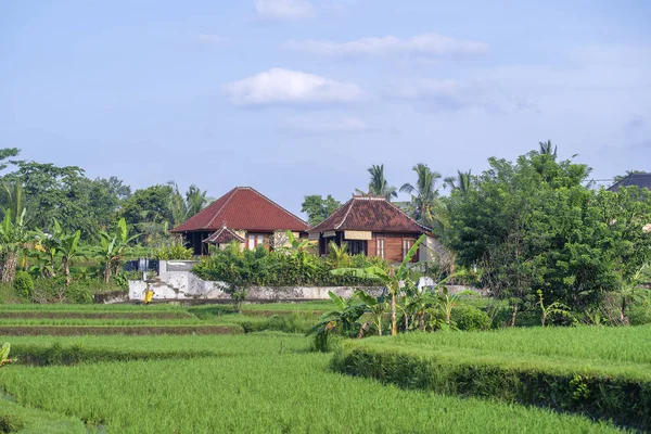 Krajobraz z pól ryżowych, Dom i palm tree w słoneczny dzień w wyspie Bali, Indonezja. Koncepcja natury i podróży — Zdjęcie stockowe
