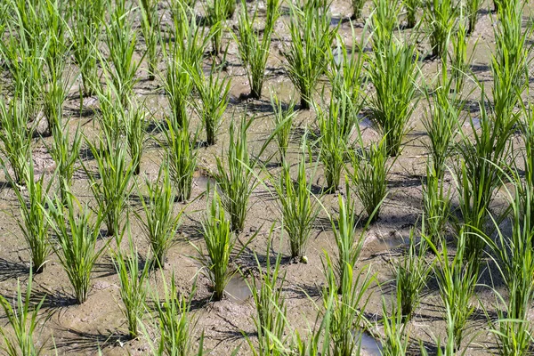 Jovem broto de arroz verde pronto para crescer no campo de arroz na área agrícola da aldeia de Ubud, Ilha Bali, Indonésia. Fechar. — Fotografia de Stock