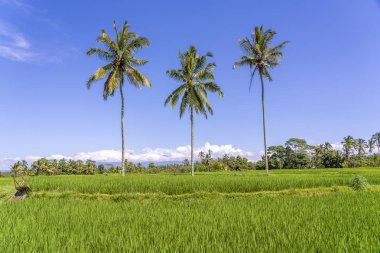 Ada Bali Ubud yakın yeşil pirinç teraslar üzerinde üç Hindistan cevizi palmiye ağaçları, Endonezya