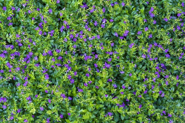 Lindas flores roxas e folhas verdes em um jardim tropical, close-up. Island Bali, Indonésia — Fotografia de Stock