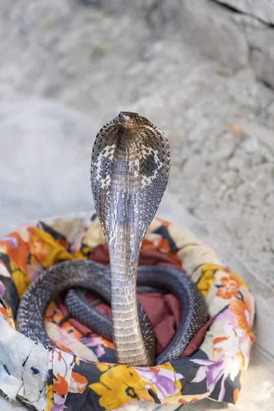 Retrato de cobra india en Rishikesh, India. primer plano —  Fotos de Stock