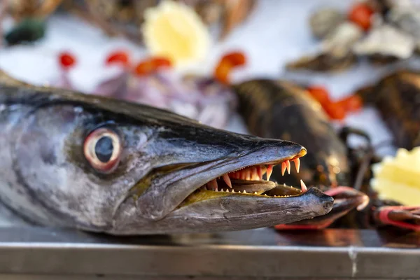 Zavři na Barracuda zuby. Mořské čerstvé rybí Barracuda na pouličním trhu s potravinami. Koncept darů moře. Syrové Barracuda pro vaření — Stock fotografie