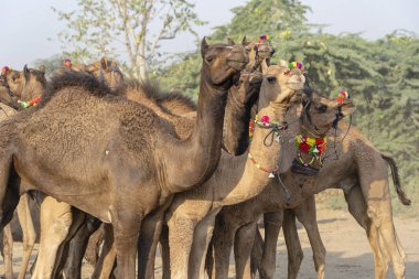 Pushkar Camel Fuarı sırasında Çöl Thar 'da deve, Rajasthan, Hindistan