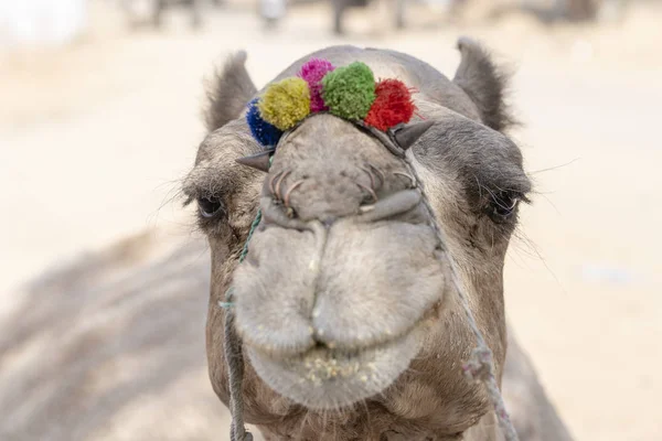 푸쉬카르 낙타 박람회 중 사막 타르의 낙타, 라자스탄, 인도 — 스톡 사진