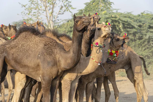Tevék a sivatagban Thar során Pushkar Camel Fair, Rajasthan, India — Stock Fotó