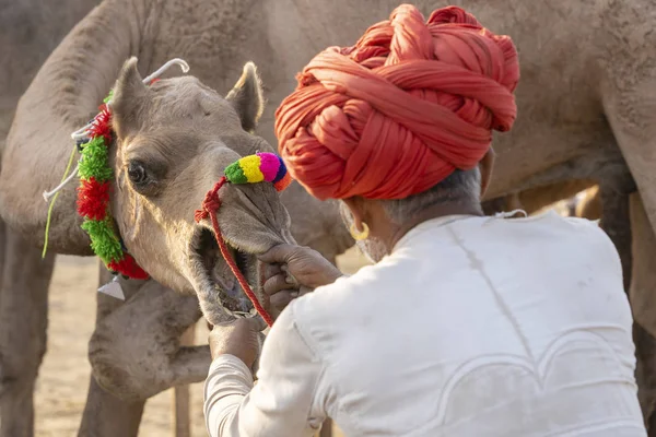 Hombre indio y camellos de manada durante Pushkar Camel Mela, Rajastán, India — Foto de Stock