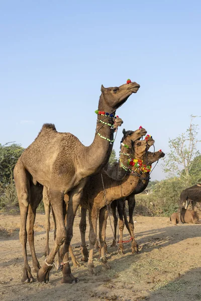 Wielbłądy w pustyni Thar podczas Pushkar Camel Fair, Rajasthan, Indie — Zdjęcie stockowe