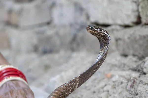 Portrait Indian cobra in Rishikesh, India. Close up