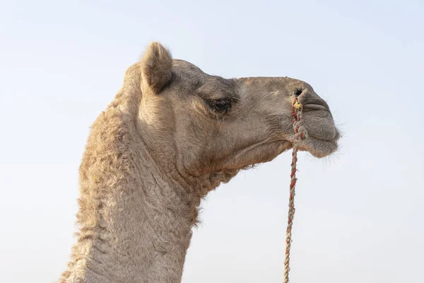 Pushkar Camel Fuarı sırasında Çöl Thar 'da deve, Rajasthan, Hindistan — Stok fotoğraf