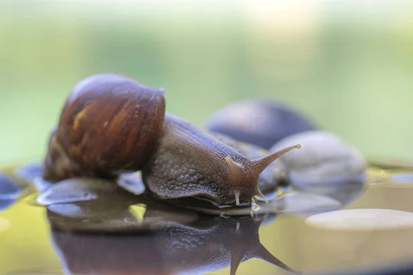 Um caracol em uma concha rasteja em um pote de cerâmica com água, dia de verão no jardim, close, Bali, Indonésia — Fotografia de Stock