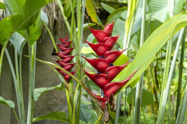 Ada Bali, Endonezya kırmızı tropikal çiçekler. Yakın çekim