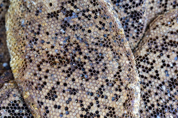 Close up view of honeycomb with sweet honey from wild bees. Piece of honeycomb with sweet honey as background. Indonesia — Stock Photo, Image