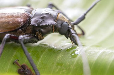 Ada Koh Phangan, Tayland dev Fiji Longhorn Beetle. Plan, makro. Dev Fiji uzun boynuzlu böcek, Xixuthrus Heros en büyük yaşayan böcek türlerinden biridir. Büyük tropikal böcek türleri