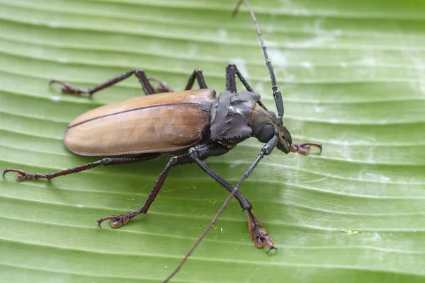 Giant Fijian longhorn beetle from island Koh Phangan, Thailand. Closeup, macro. Giant Fijian long-horned beetle, Xixuthrus heros is one of largest living insect species.Large tropical beetle species