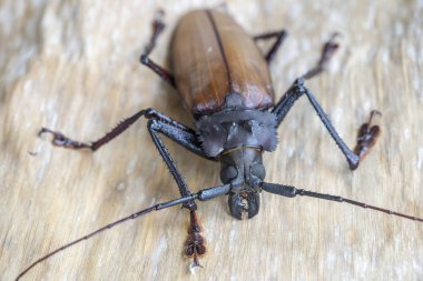 Ada Koh Phangan, Tayland dev Fiji Longhorn Beetle. Plan, makro. Dev Fiji uzun boynuzlu böcek, Xixuthrus Heros en büyük yaşayan böcek türlerinden biridir. Büyük tropikal böcek türleri