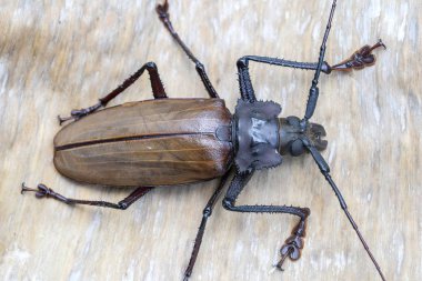 Ada Koh Phangan, Tayland dev Fiji Longhorn Beetle. Plan, makro. Dev Fiji uzun boynuzlu böcek, Xixuthrus Heros en büyük yaşayan böcek türlerinden biridir. Büyük tropikal böcek türleri
