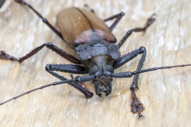 Ada Koh Phangan, Tayland dev Fiji Longhorn Beetle. Plan, makro. Dev Fiji uzun boynuzlu böcek, Xixuthrus Heros en büyük yaşayan böcek türlerinden biridir. Büyük tropikal böcek türleri
