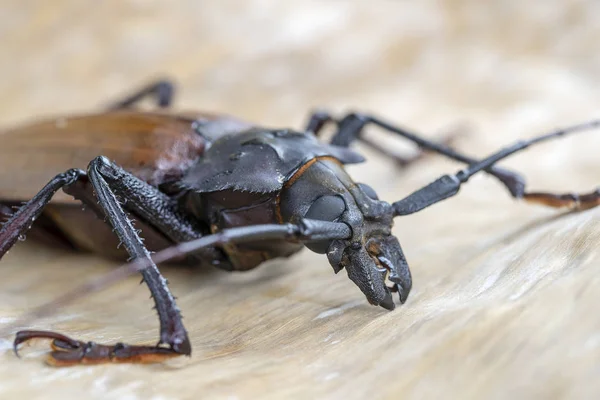 Giant Fijian longhorn beetle from island Koh Phangan, Thailand. Closeup, macro. Giant Fijian long-horned beetle, Xixuthrus heros is one of largest living insect species.Large tropical beetle species — Stock Photo, Image