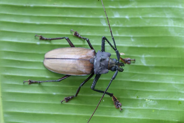 Giant Fijian longhorn beetle from island Koh Phangan, Thailand. Closeup, macro. Giant Fijian long-horned beetle, Xixuthrus heros is one of largest living insect species.Large tropical beetle species