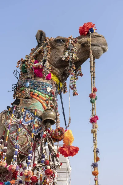 Dekorerad chef för en kamel i öknen Thar under Pushkar Camel Fair, Rajasthan, Indien. Närbild — Stockfoto