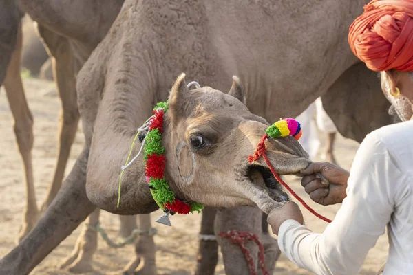 Homem indiano e camelos de rebanho durante Pushkar Camel Mela, Rajasthan, Índia — Fotografia de Stock