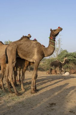 Pushkar Camel Fuarı sırasında Çöl Thar 'da deve, Rajasthan, Hindistan