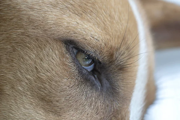 Öga av en hund, makro skott. Närbild. — Stockfoto